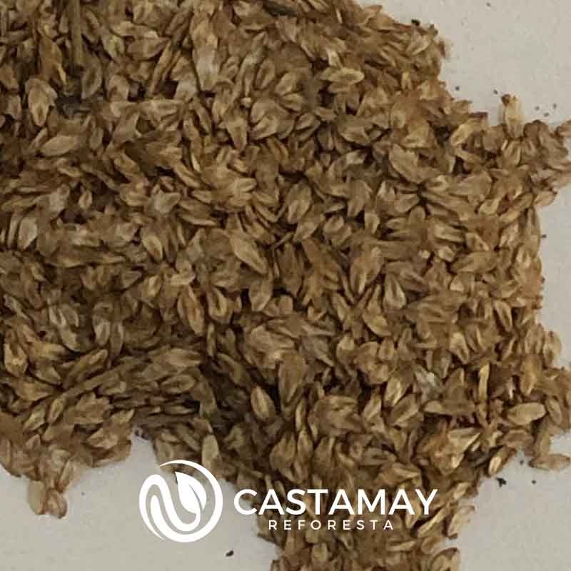 semillas de pino marino